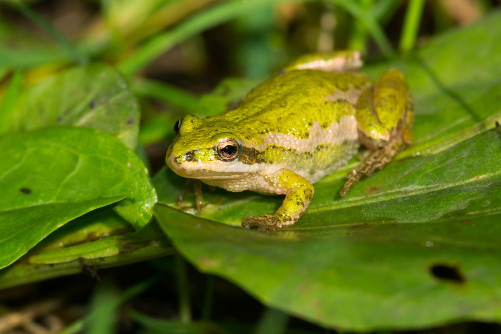 Boreal Chorus Frog (Pseudacris maculata) crawling on a leaf