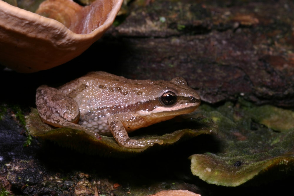 Western Chorus Frog (Pseudacris triseriata) hiding under a mushroom