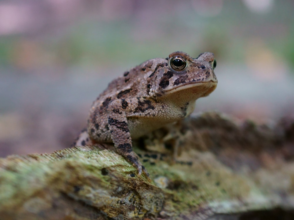 Eastern American Toad (Anaxyrus americanus americanus) standing on the back of alligator