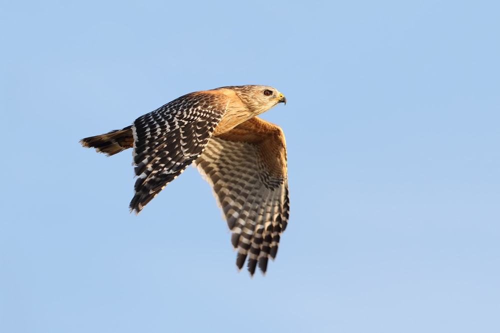 Red-Shouldered Hawk (Buteo lineatus) flying on a blue sky