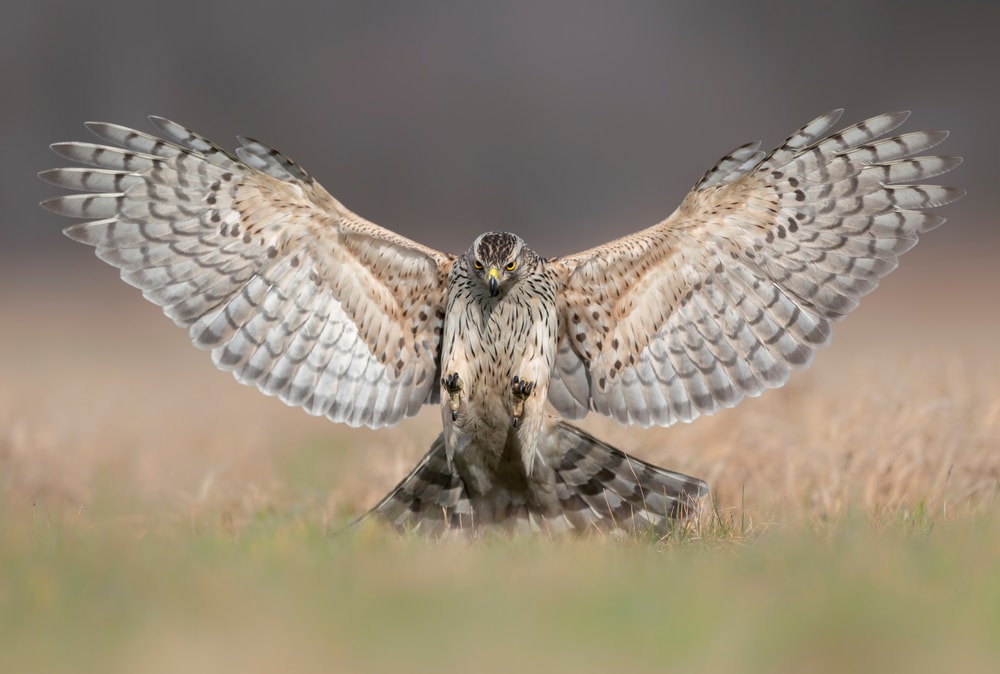 Northern Goshawk (Accipiter gentilis) flexing its wings