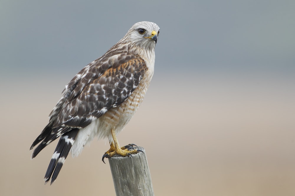 Red-Shouldered Hawk (Buteo lineatus) standing on a wood