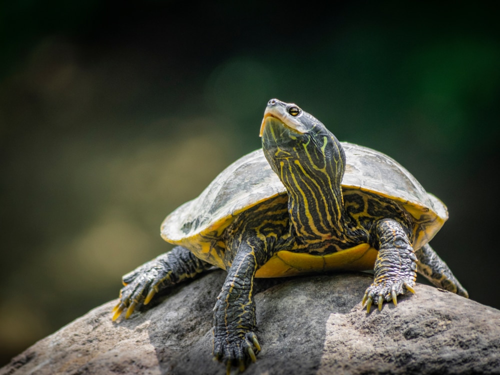 Sabine Map Turtles (Graptemys Sabinensis) standing on a stone