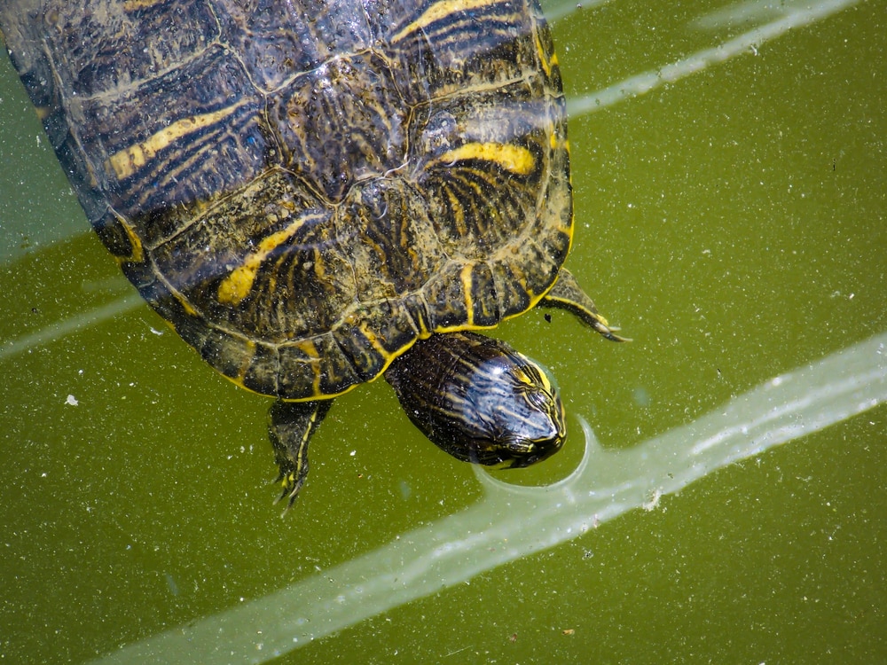 Big Bend Slider (Trachemys Gaigeae) swimming on a muddy pond