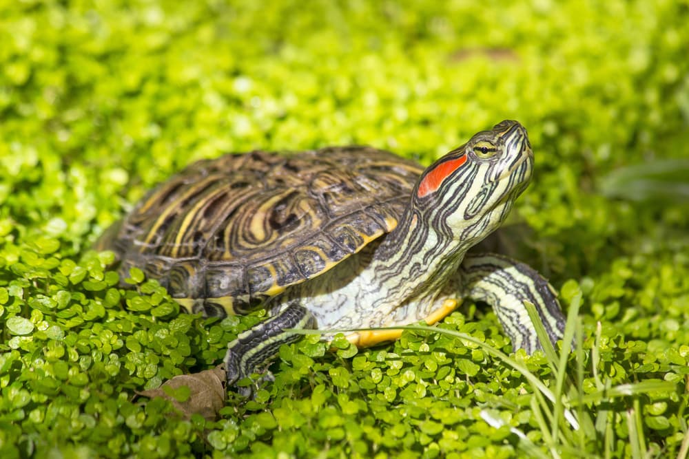 The Red-eared Slider (Trachemys Scripta Elegans) walking on a grass