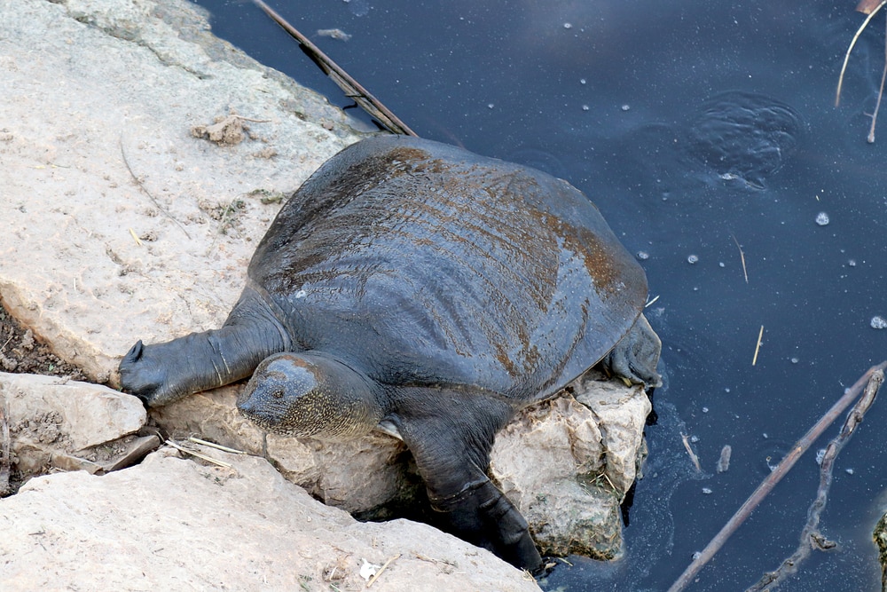 Midland Smooth Softshell Turtle (Apalone mutica mutica) laying on a stone
