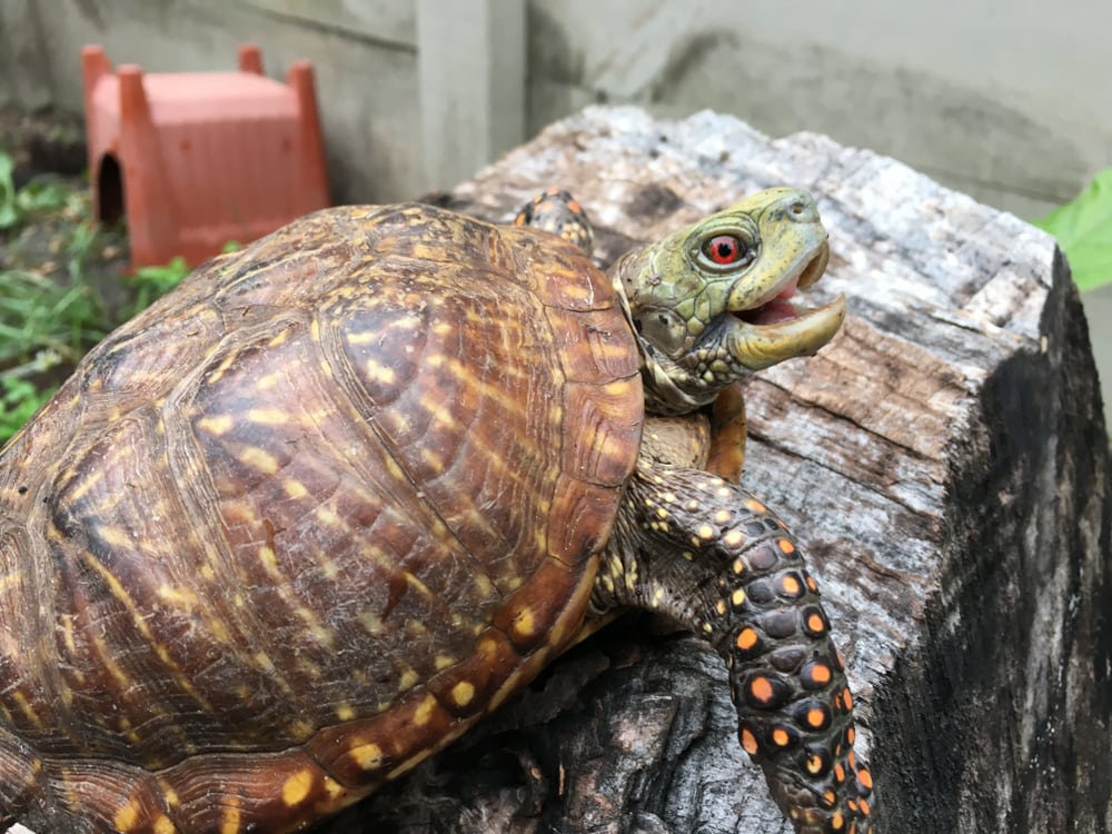 Ornate Box Turtle (Terrapene Ornata) standing on a wood