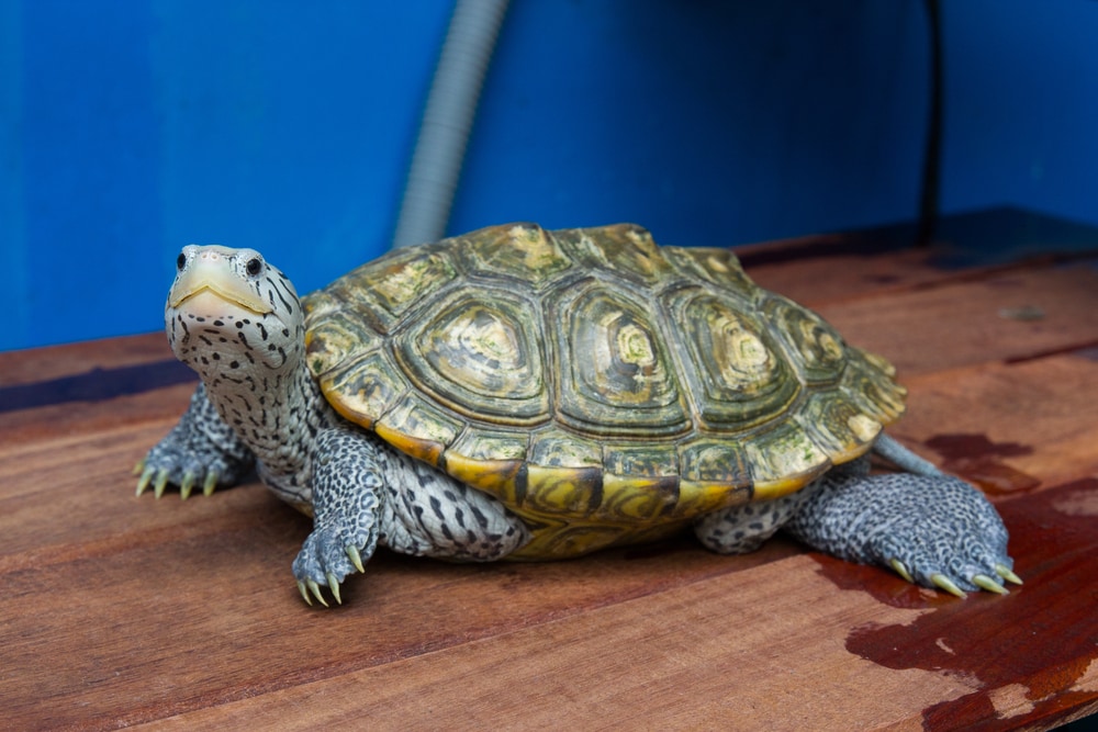 The Texas Diamond-backed Terrapin (Malaclemys Terrapin) laying on a wooden floor