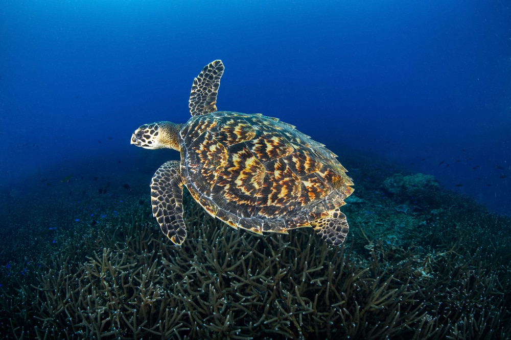 Hawksbill Sea turtle (Eretmochelys Imbricata) swimming in the middle of the ocean