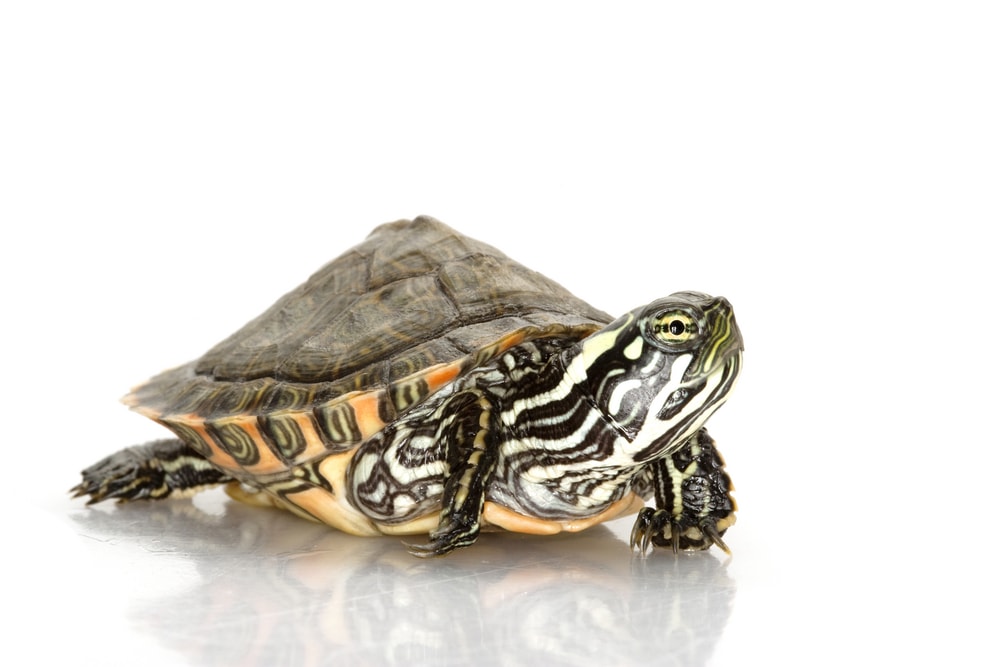 Rio Grande Cooter (Pseudemys Gorzugi) on white background