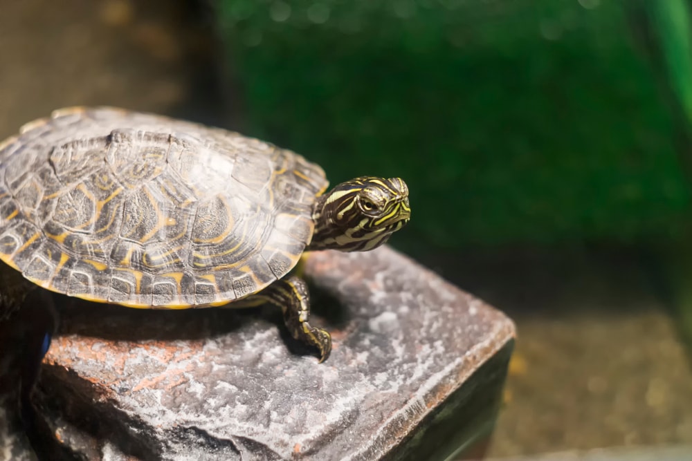 Texas River Cooter (Pseudemys Texana) standing on a metal