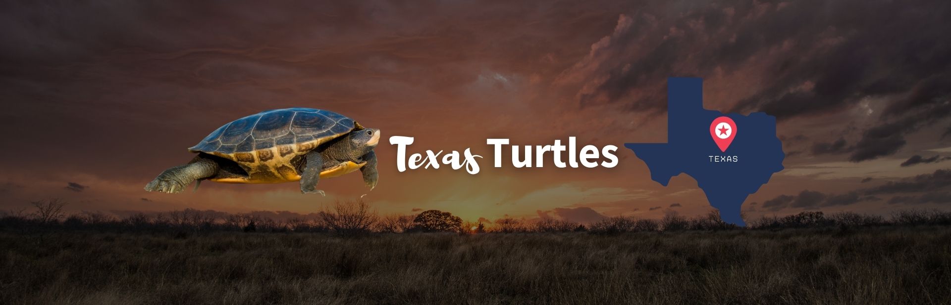 Texas Turtles featured image