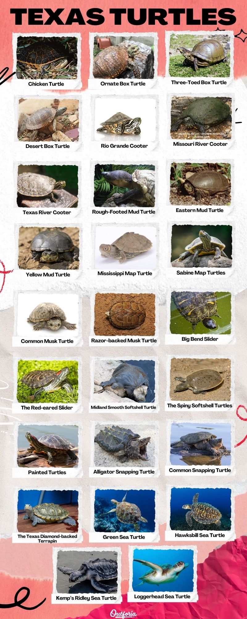 Chart of different Texas turtles