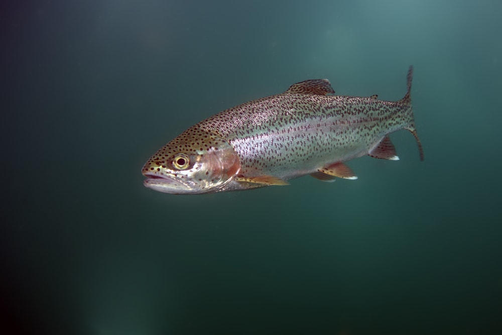 Rainbow Trout (Oncorhynchus mykiss) in dark deep ocean