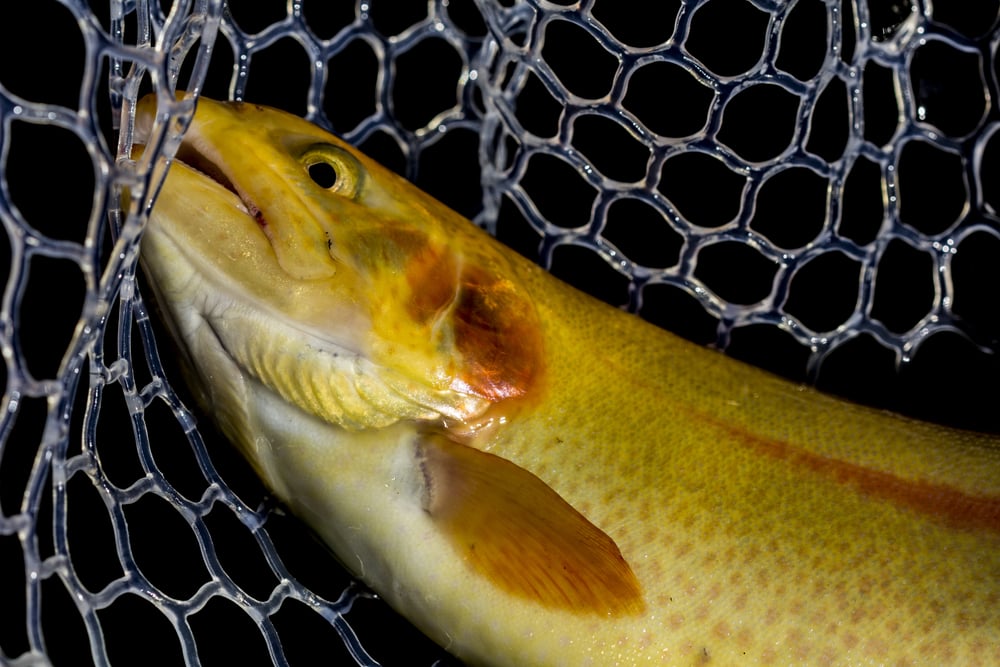Palomino Trout (Oncorhynchus mykiss aguabonita) caught in a net