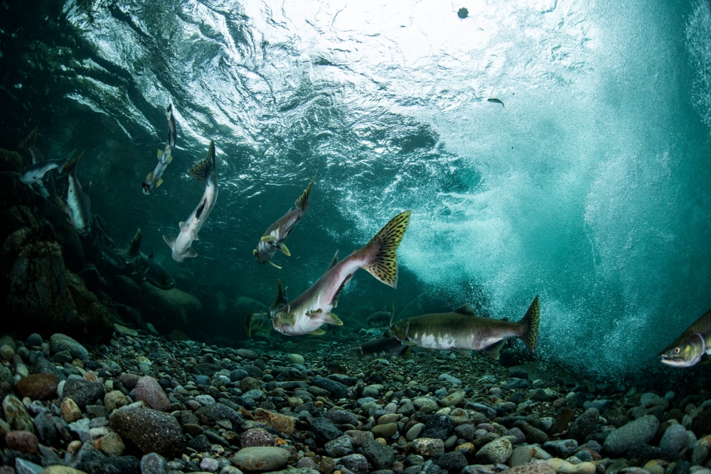 Trout swimming down the lake
