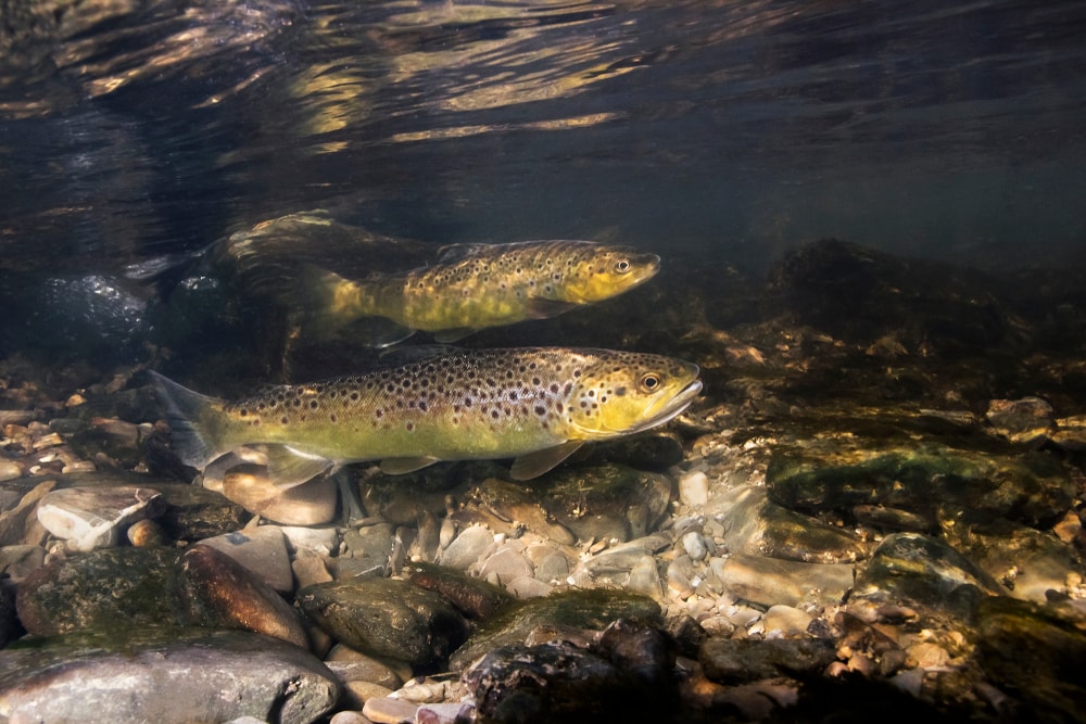 Brown Trout (Salmo trutta) swimming in the lake