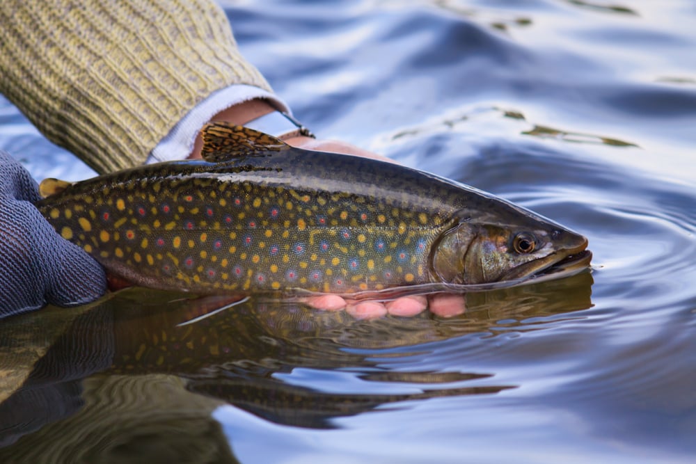 Lake Trout (Salvelinus namaycush) holding by a man