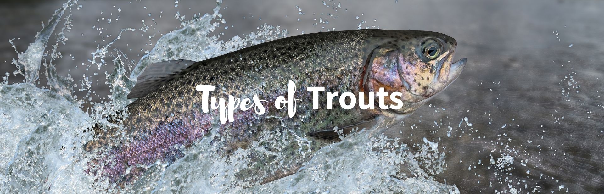 Types of trout featured image