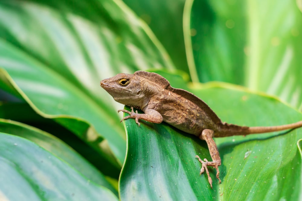 a crested anole sitting on top of a leaf