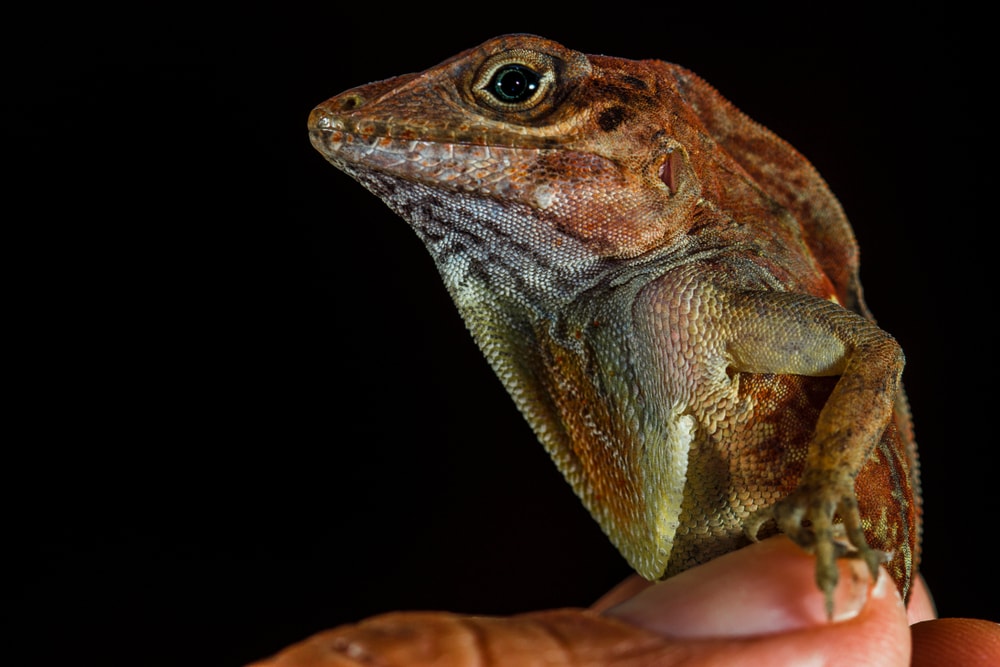 close up image a Hispaniolan stout anole standing on a thumb isolated on a black background