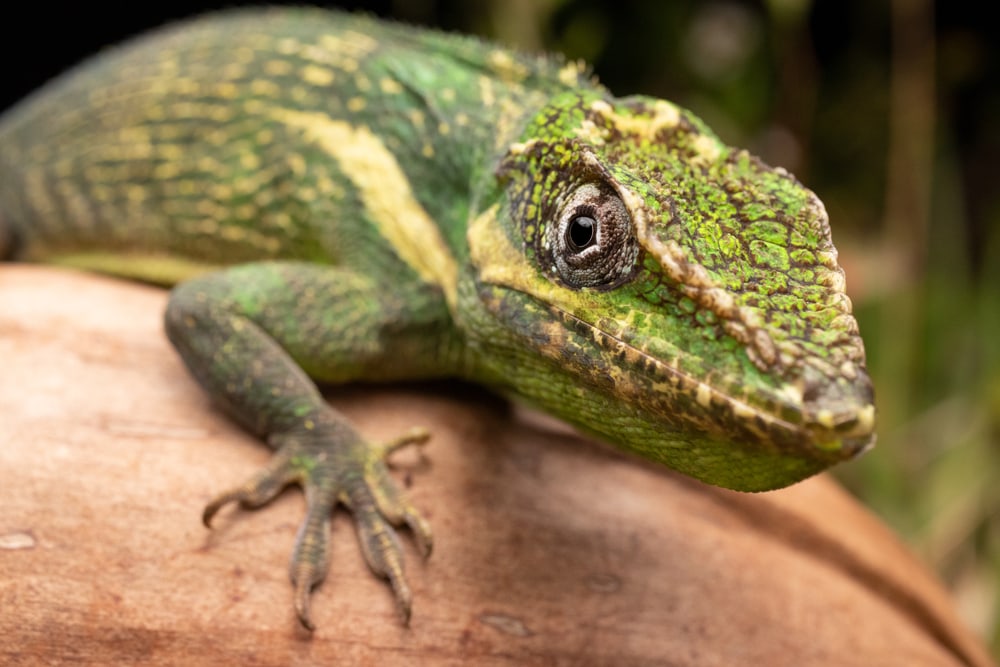 a macro shot of the knight anole also known as Cuban giant anole on top of a coconut