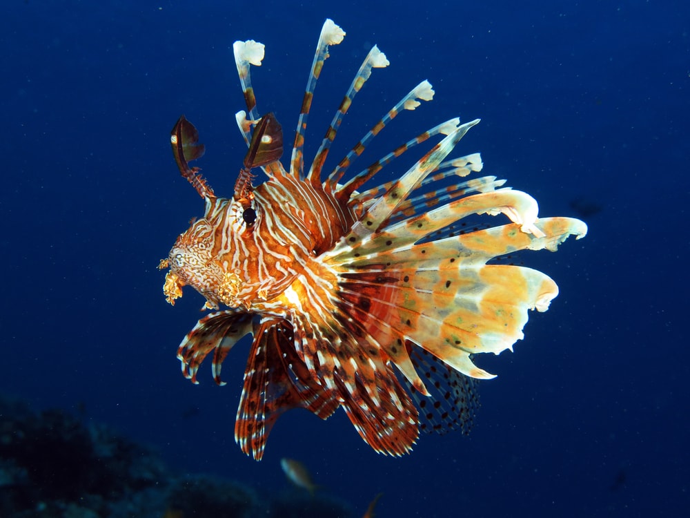 a common lionfish underwater