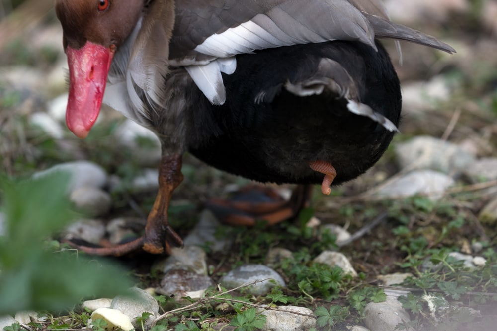 close up of a genitals of a mandarin duck