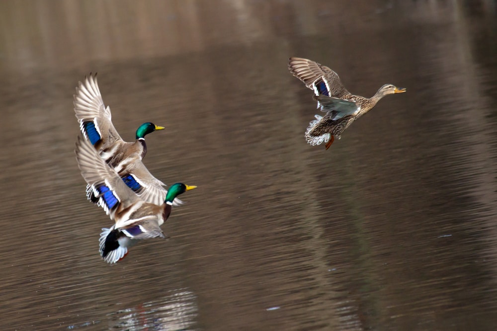 Mallard drakes chasing a female mallard during mating season