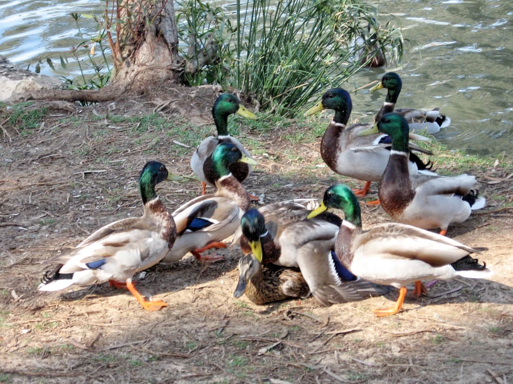 Eight drakes and duck female on a shore of the pond 