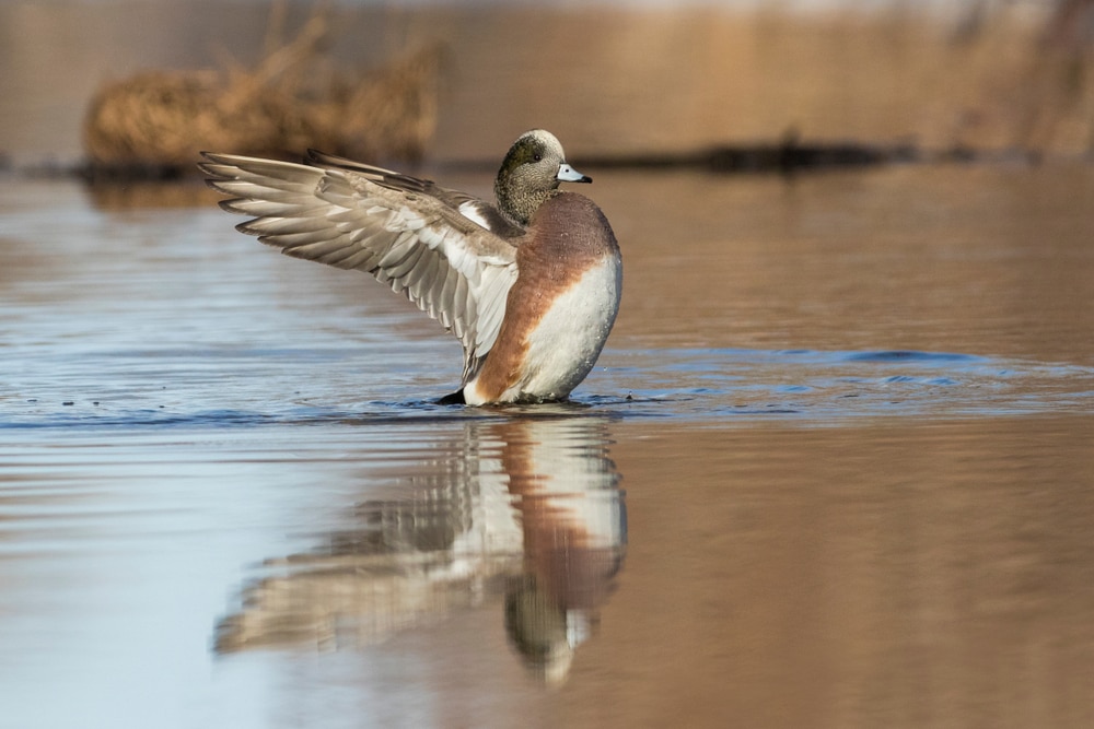 a drake flappingt its wi g to attract a mate during spring mating
