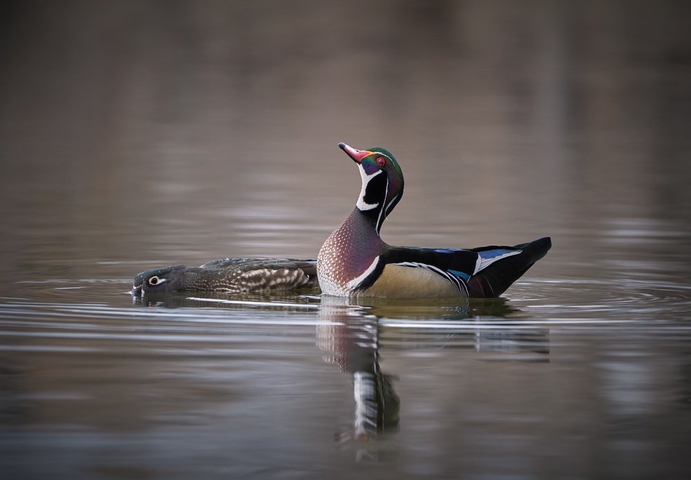 wood ducks on water courtship 