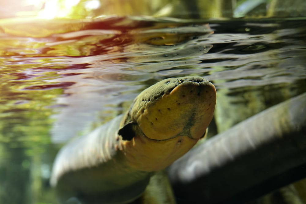 an electric eel swimming on a aquarium