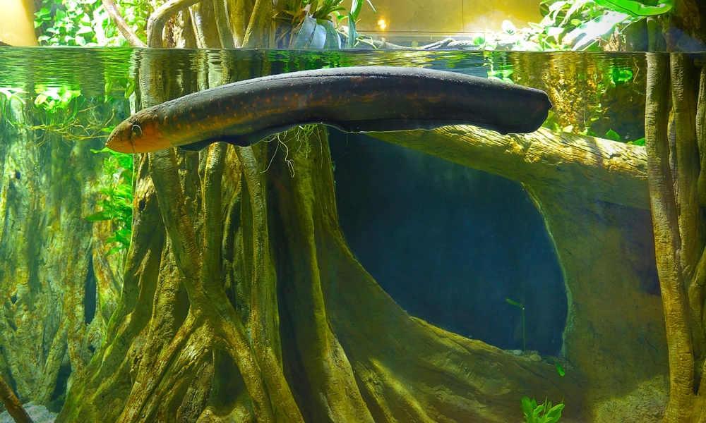 full body image of an electric eel swimming in a freshwater  aquarium