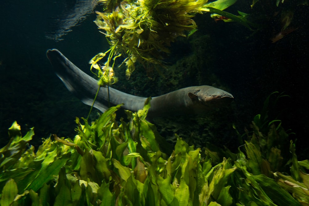 The electric eel (Electrophorus electricus) in an aquarium setting