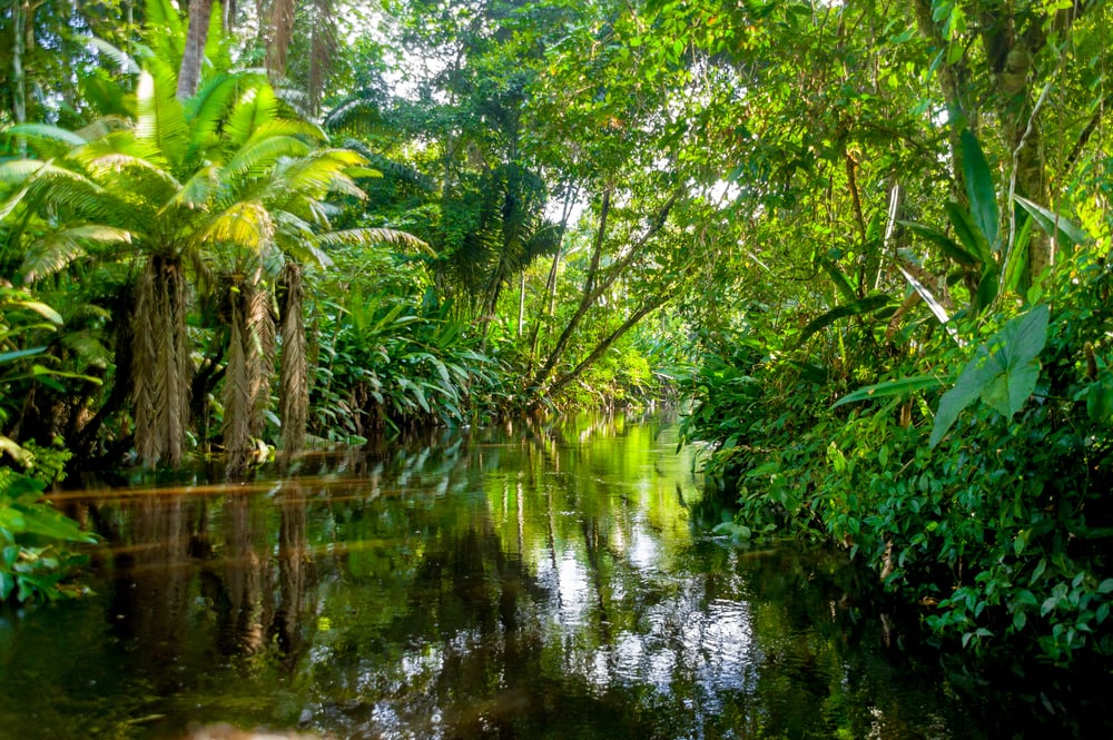 image of the Amazon river in Ecuador