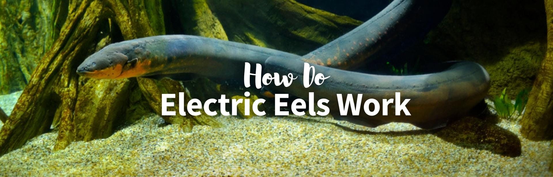 how do electric eels work featured image