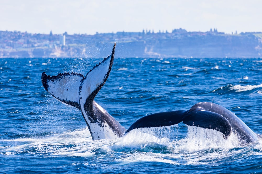 Two whale tail swimming in the ocean