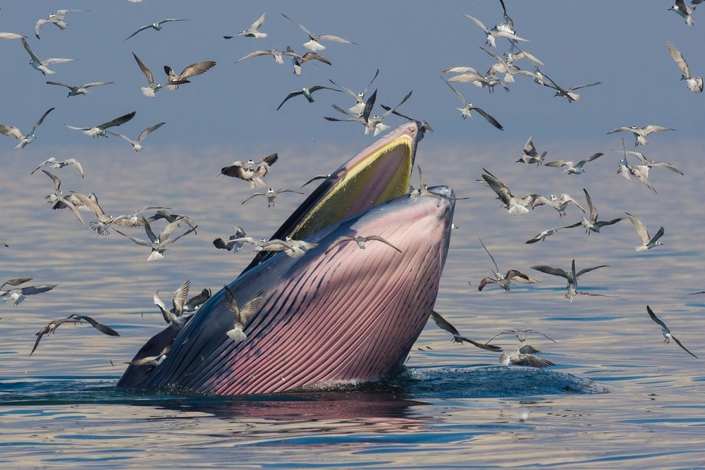 Bryde’s Whale & Eden’s Whale (Balaenoptera edeni) eating eagles