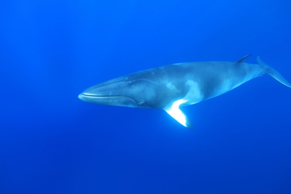 Common Minke Whale (Balaenoptera acutorostrata) in the middle of a ocean