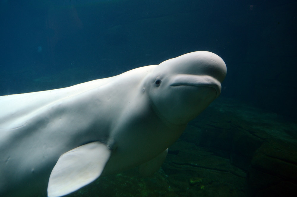 Belugas (Delphinapterus leucas) under the dark deep ocean