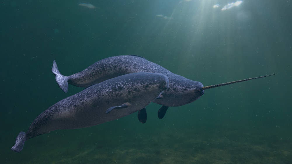 Narwhals (Monodon monoceros) mating