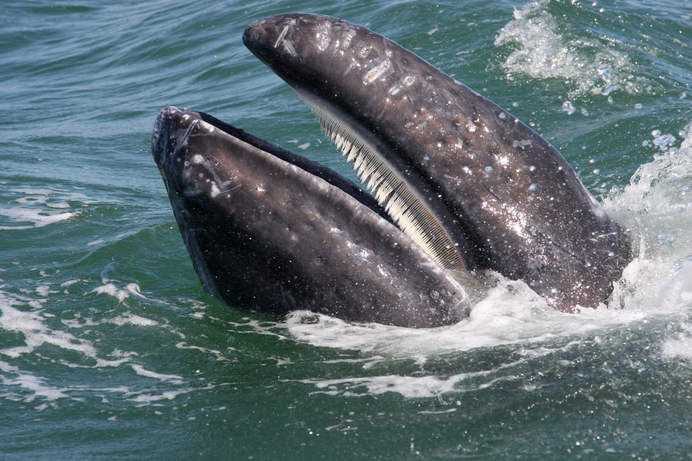 Close up photo of whale's tooth