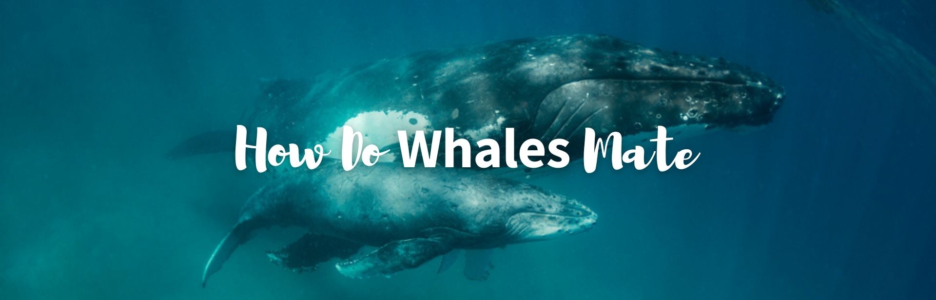 How do whales mate featured image