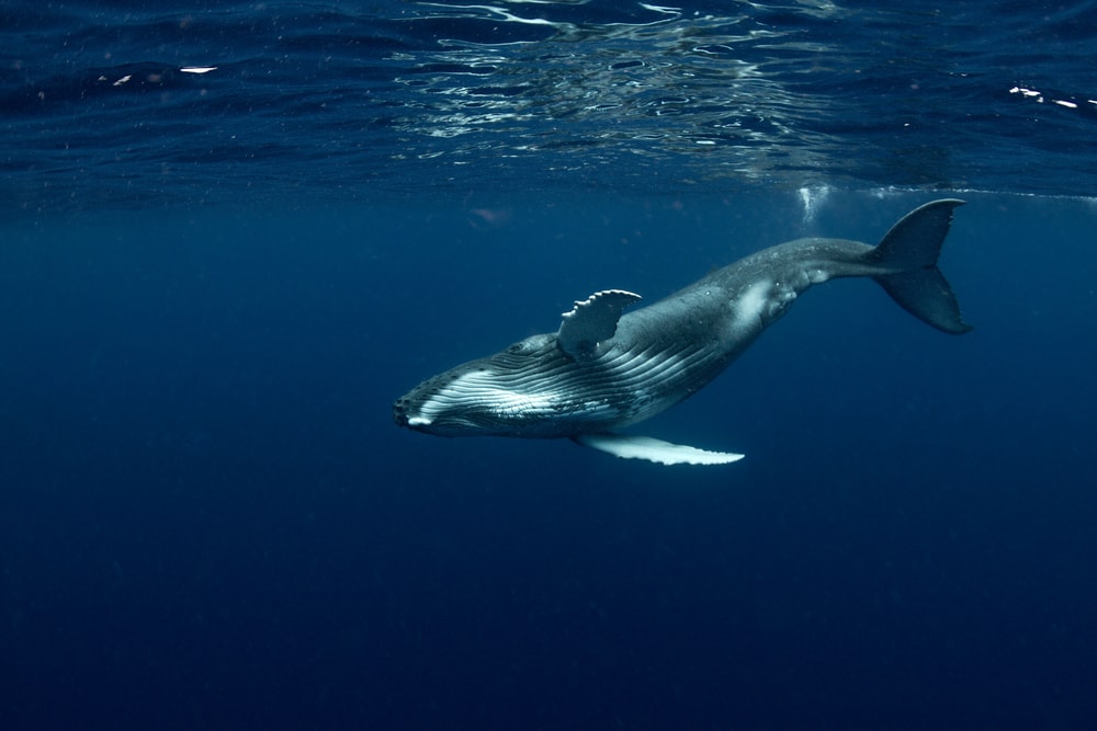 Whale swimming on a deep blue sea