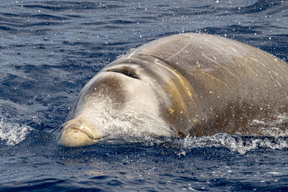 Whale swimming with splashing water