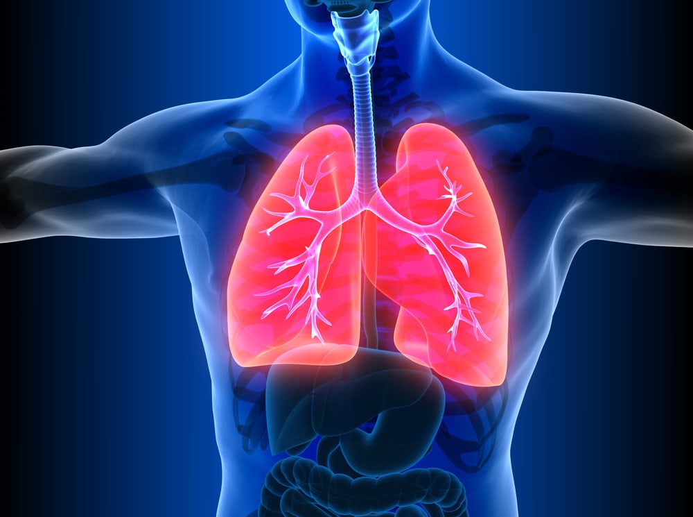 Illustration of human lungs