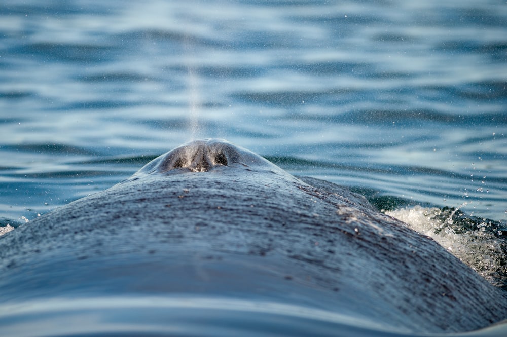 Close up photo of whale's blowhole