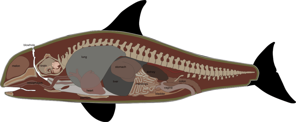 Anatomy of a whale
