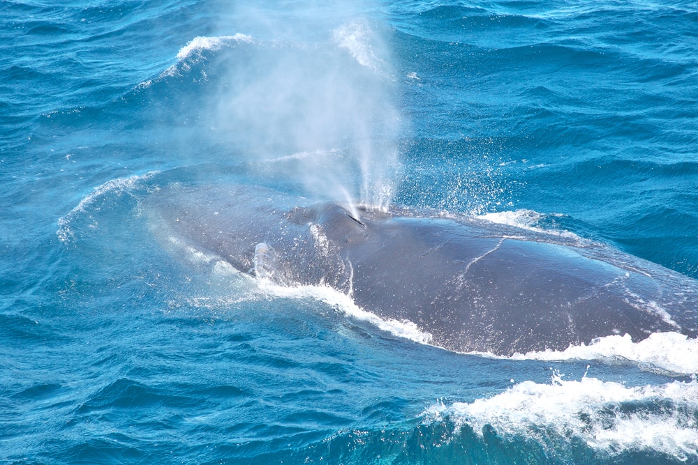 Two blowholes blowing water at once